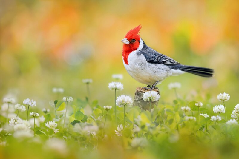 Red-crested Cardinal — Green, Serene, Spring, Photograph