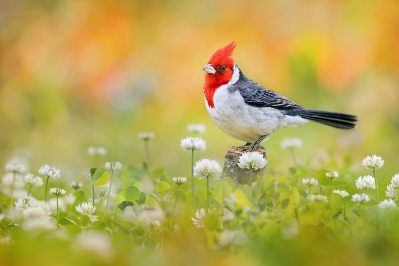 Red-crested Cardinal — Green, Serene, Spring