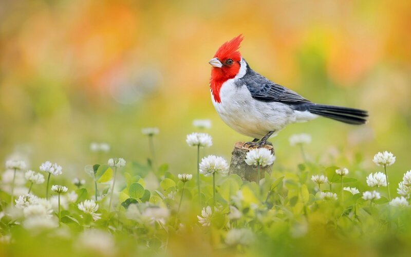 Red-crested Cardinal — Green, Serene
