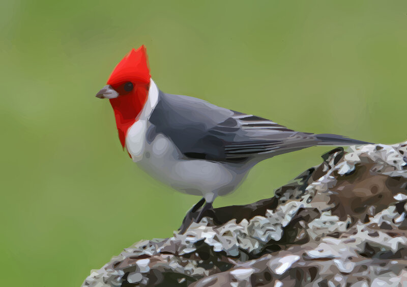 Red-crested Cardinal — Green