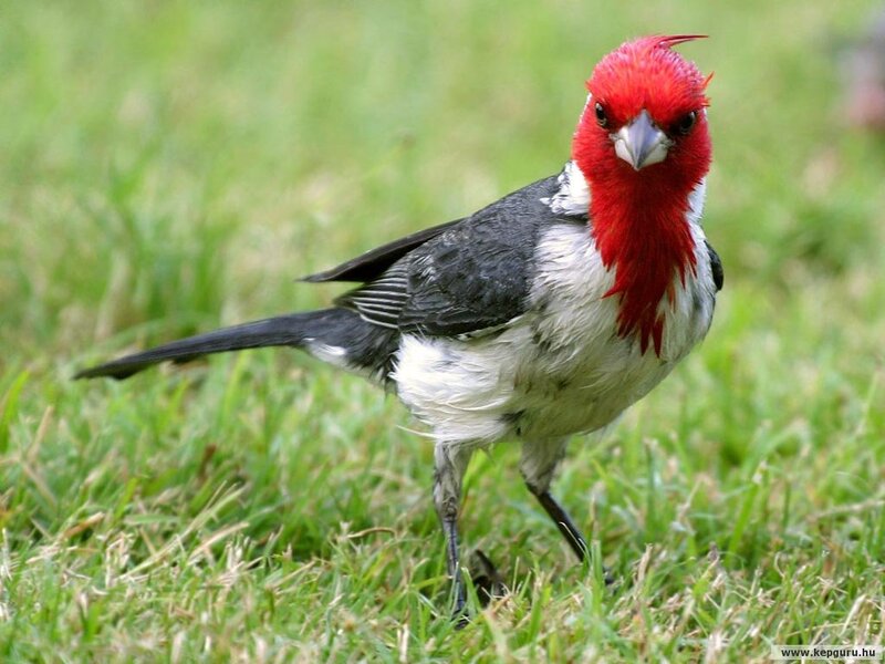Red-crested Cardinal — Red, Calm