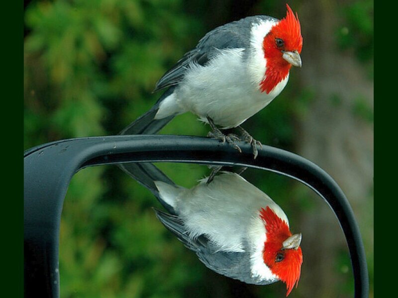 Red-crested Cardinal — Red