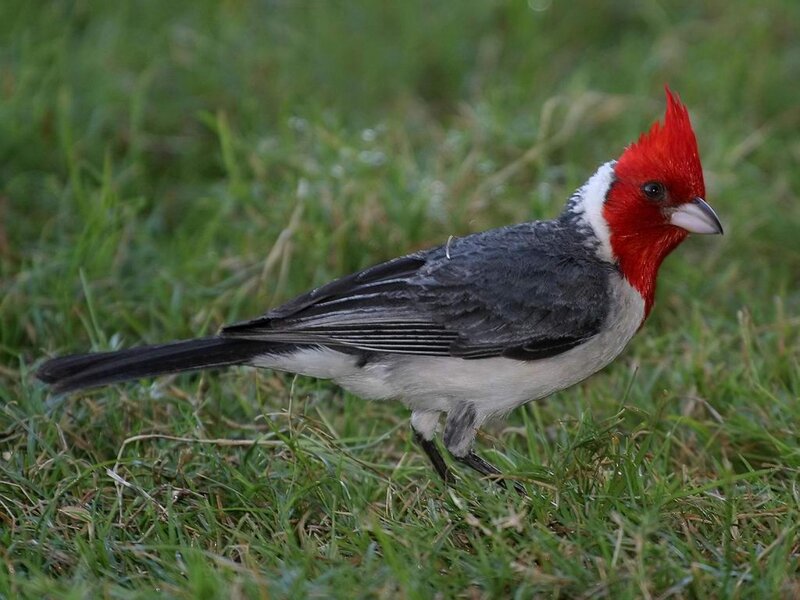 Red-crested Cardinal