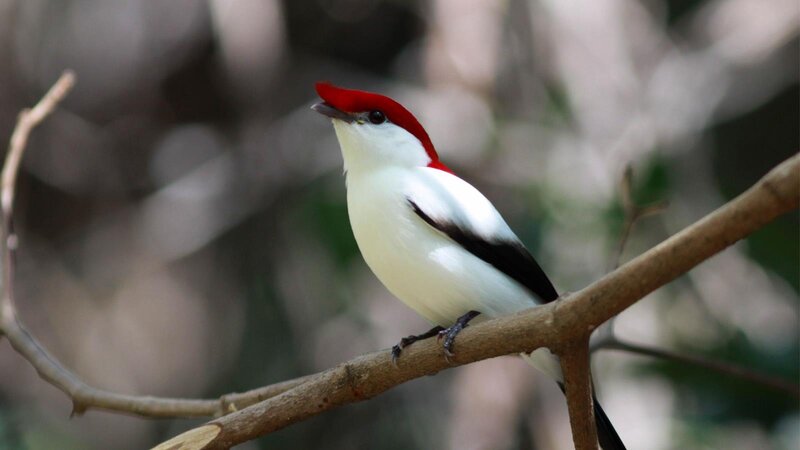 Red-crested Cardinal — White