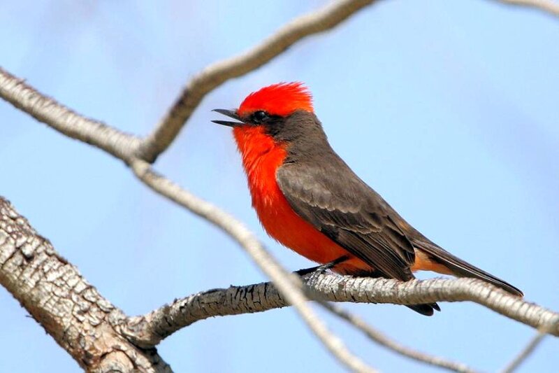 Red-crested flycatcher on branch