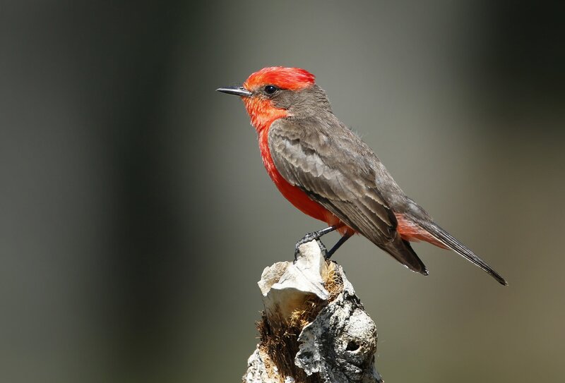Red-crested Flycatcher — Red, Calm