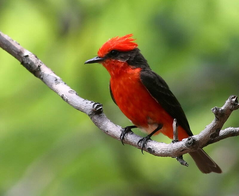 Red-crested Flycatcher — Red