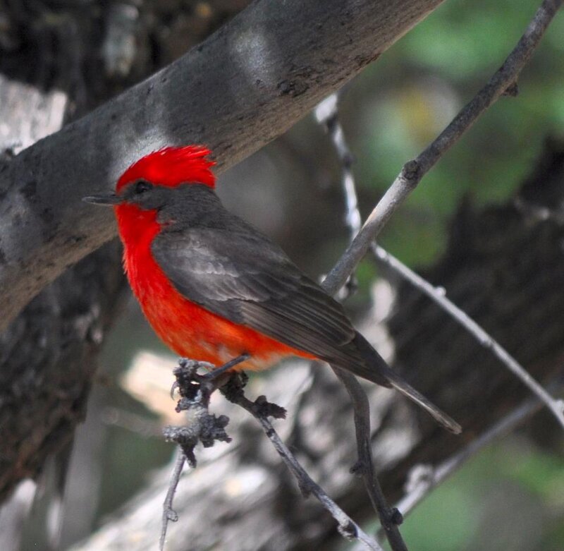 Red-crested Flycatcher