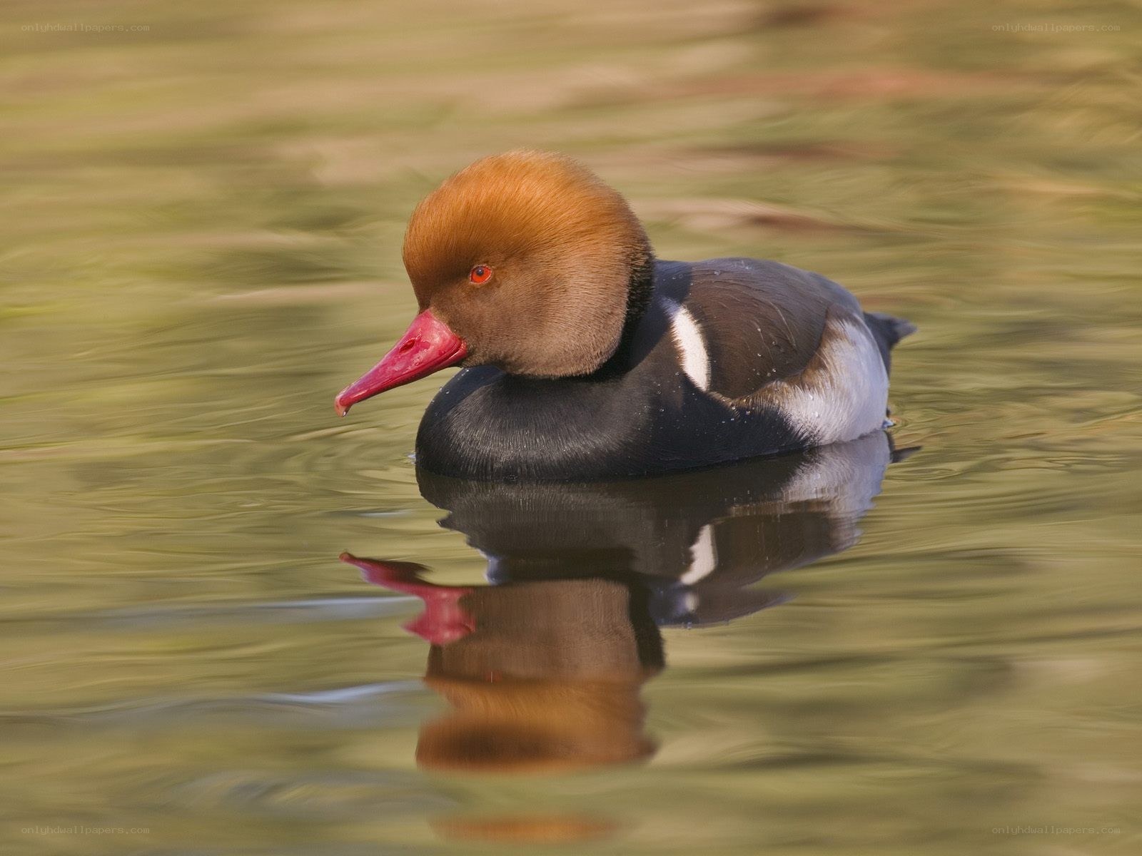 Red-crested Pochard duck
