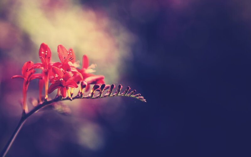 Red Crocosmia Flower — Serene