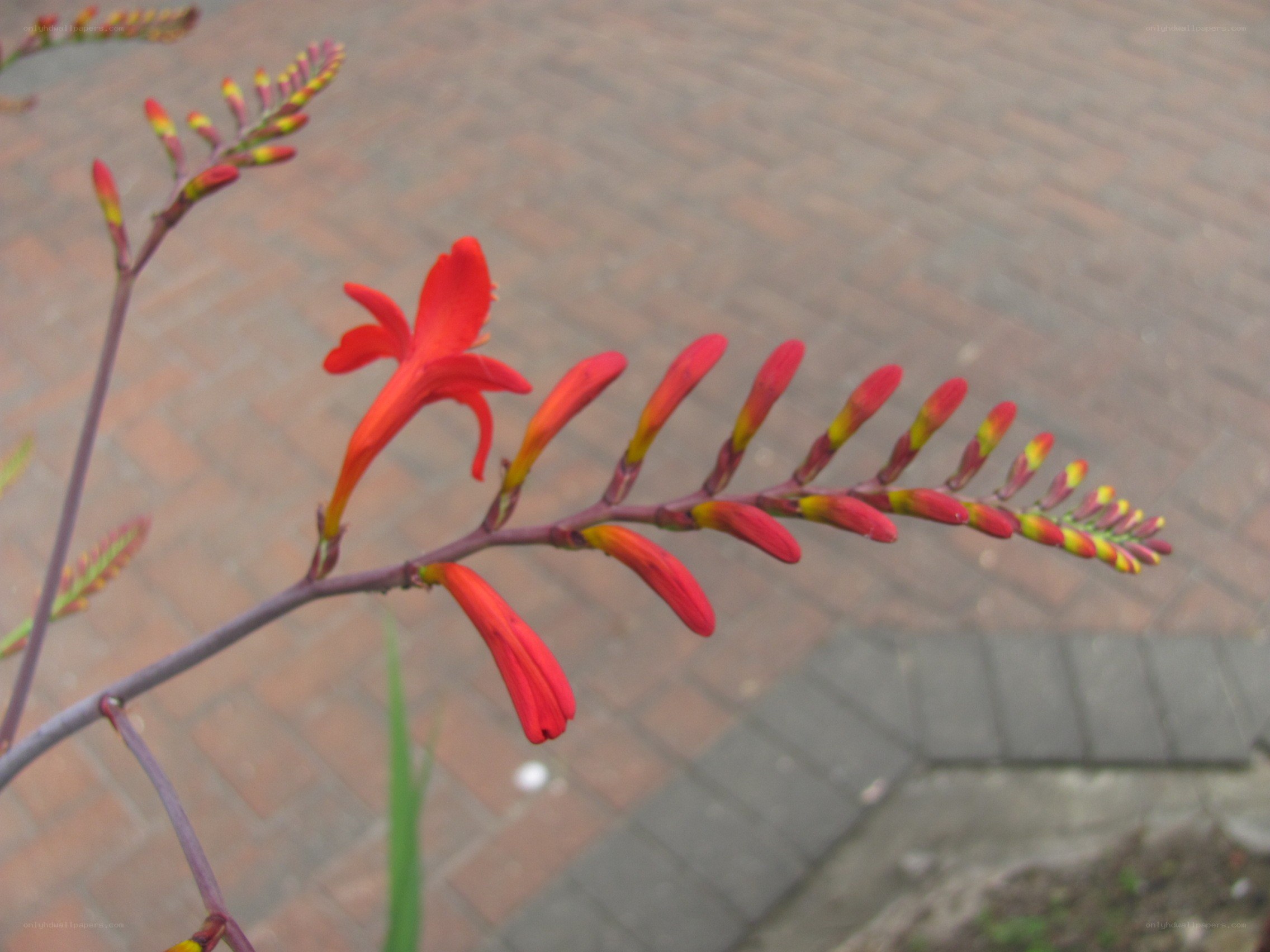 red crocosmia flower