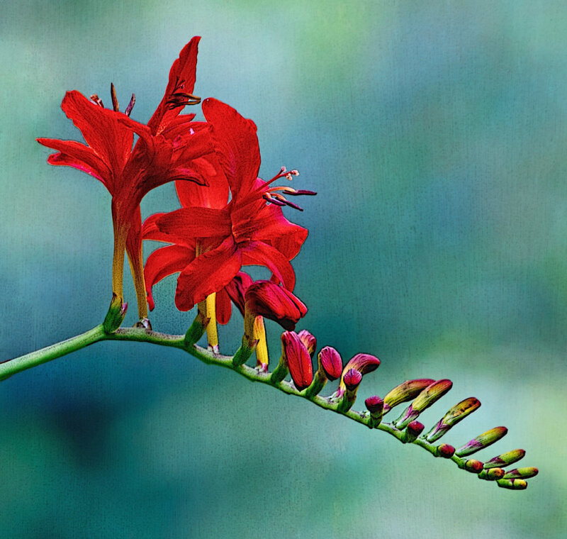 Red Crocosmia Flowers — Calm