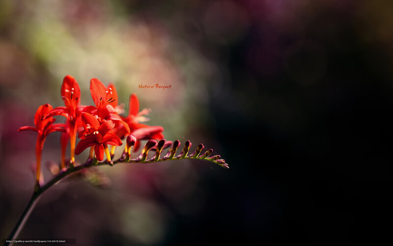 Red Crocosmia Flowers — Dramatic, Photograph
