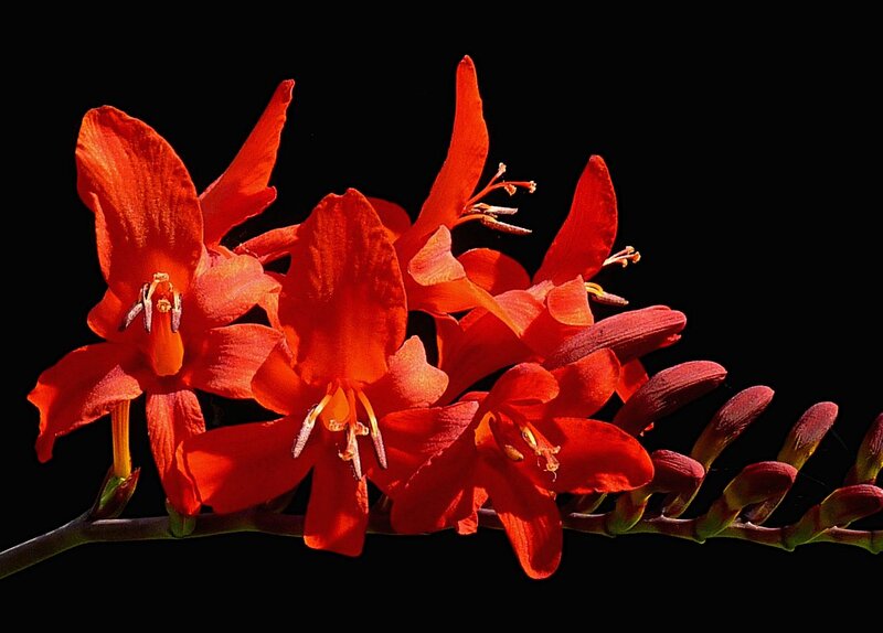Red Crocosmia Flowers — Dramatic