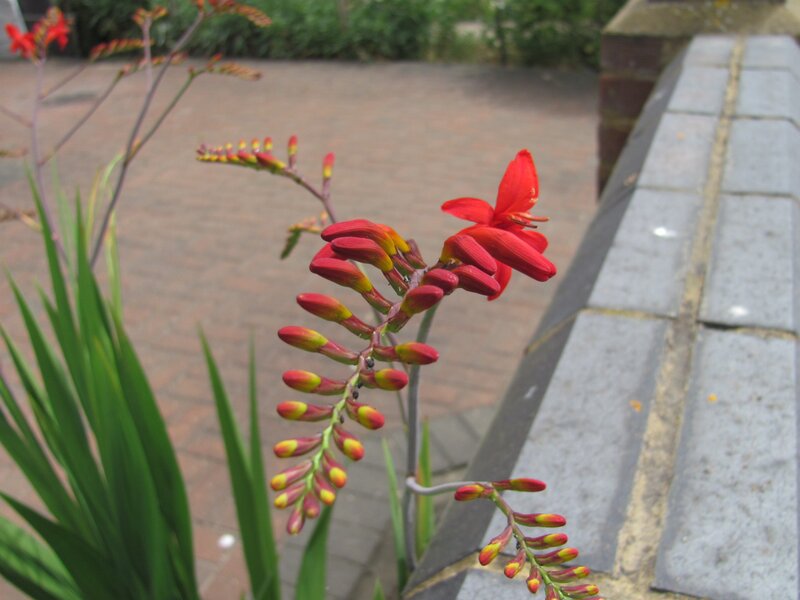 Red crocosmia flowers in garden
