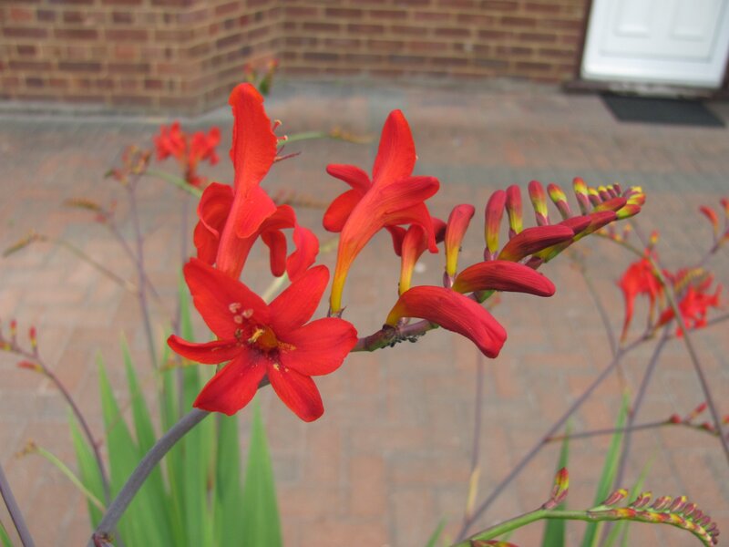 Red crocosmia flowers in garden