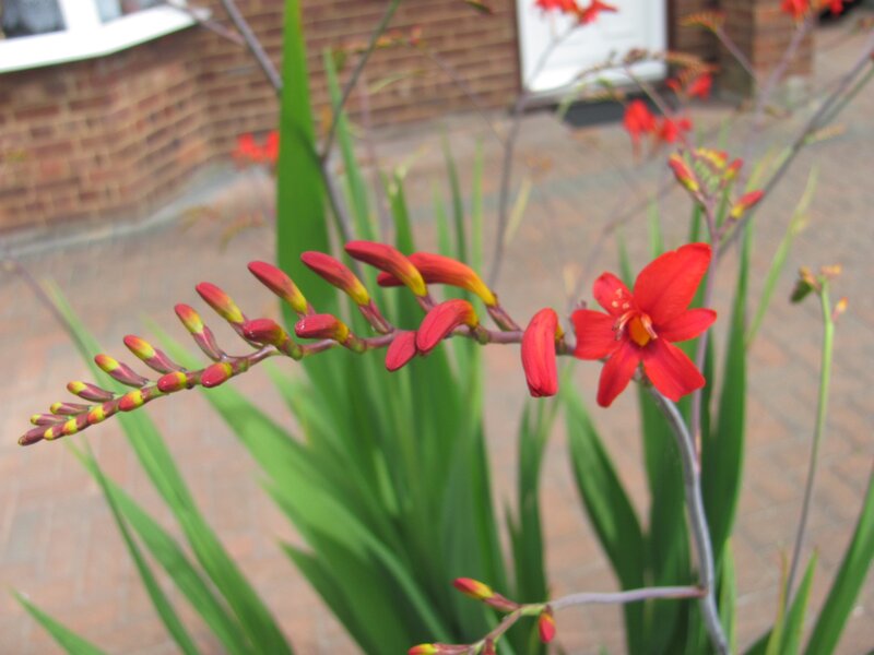 Red crocosmia flowers in garden