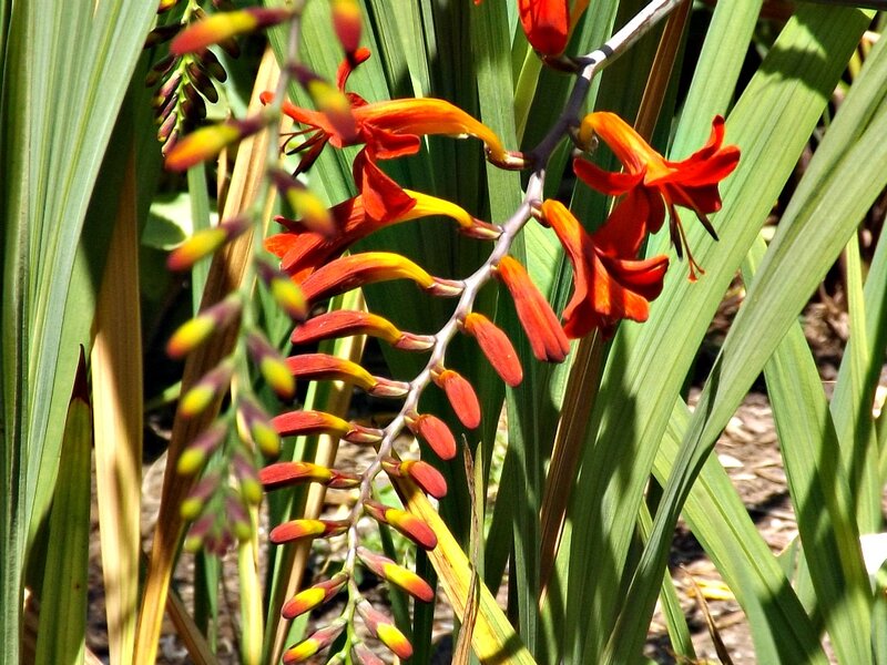 Red Crocosmia Flowers — Natural