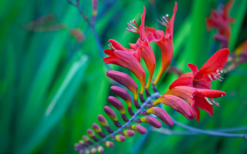 Red Crocosmia Flowers — Vibrant, Afternoon