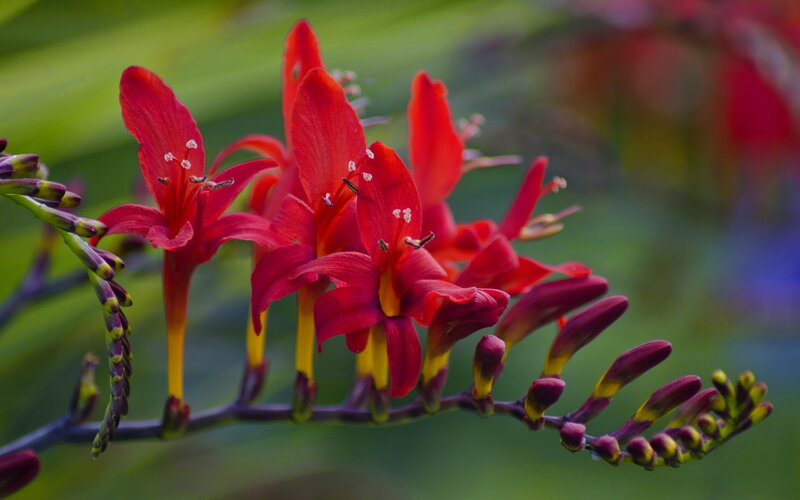 Red Crocosmia Flowers — Vibrant