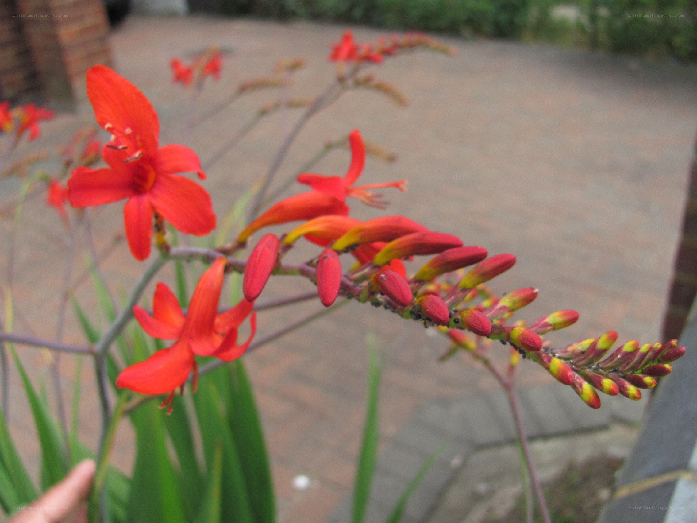 red crocosmia flowers