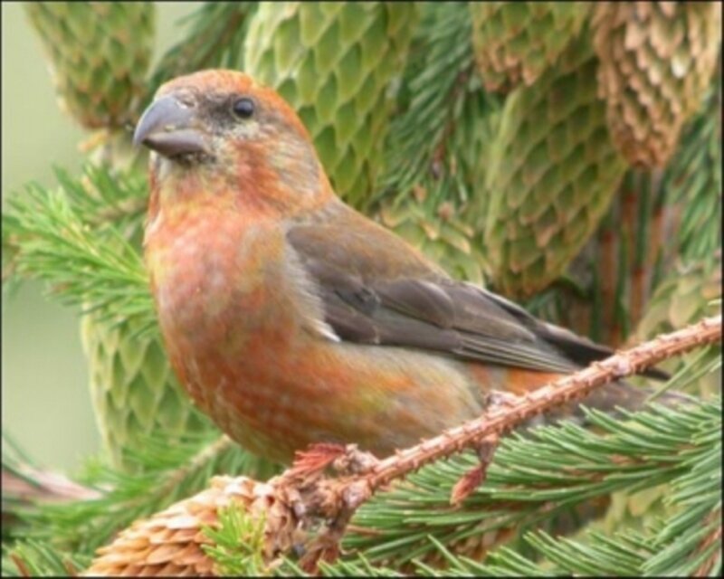 Red Crossbill Bird