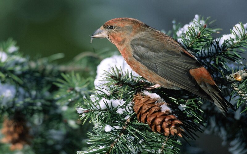 Red Crossbill on Branch — Brown