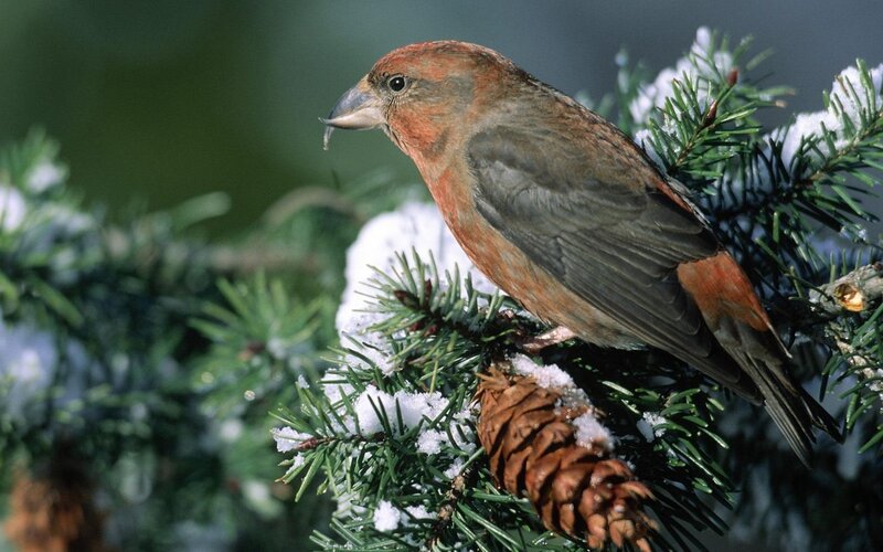 Red Crossbill on Branch — Green, Calm, Winter