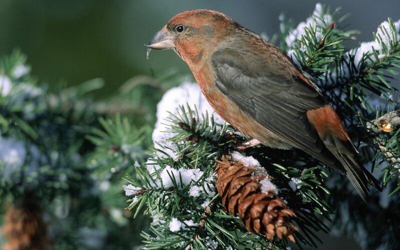 Red Crossbill on Branch