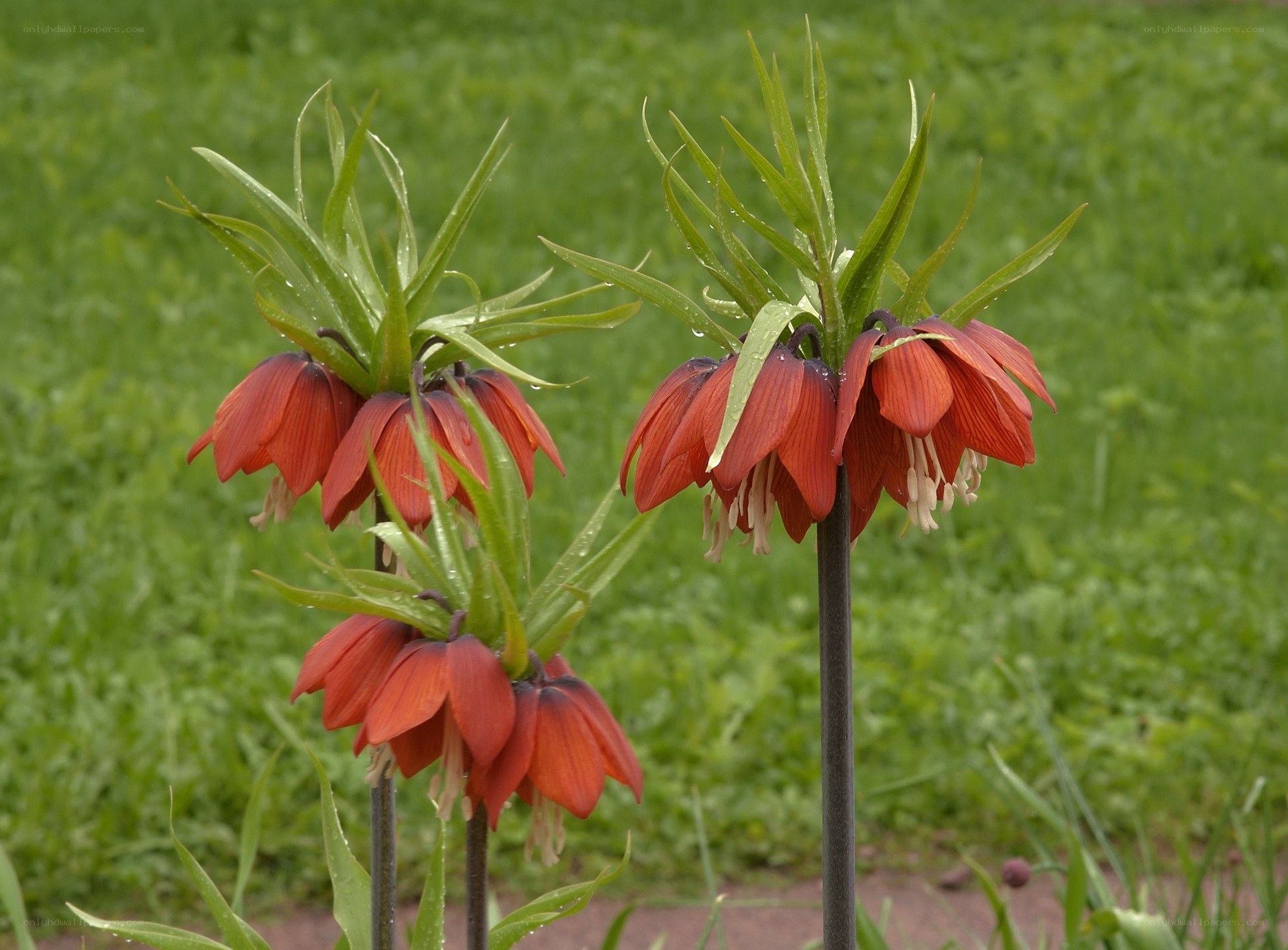 Red crown flowers in garden