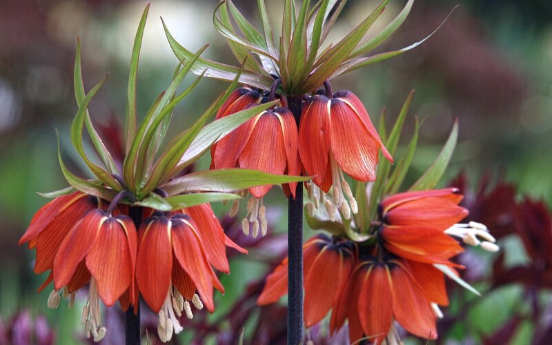 Red crown lilies in bloom