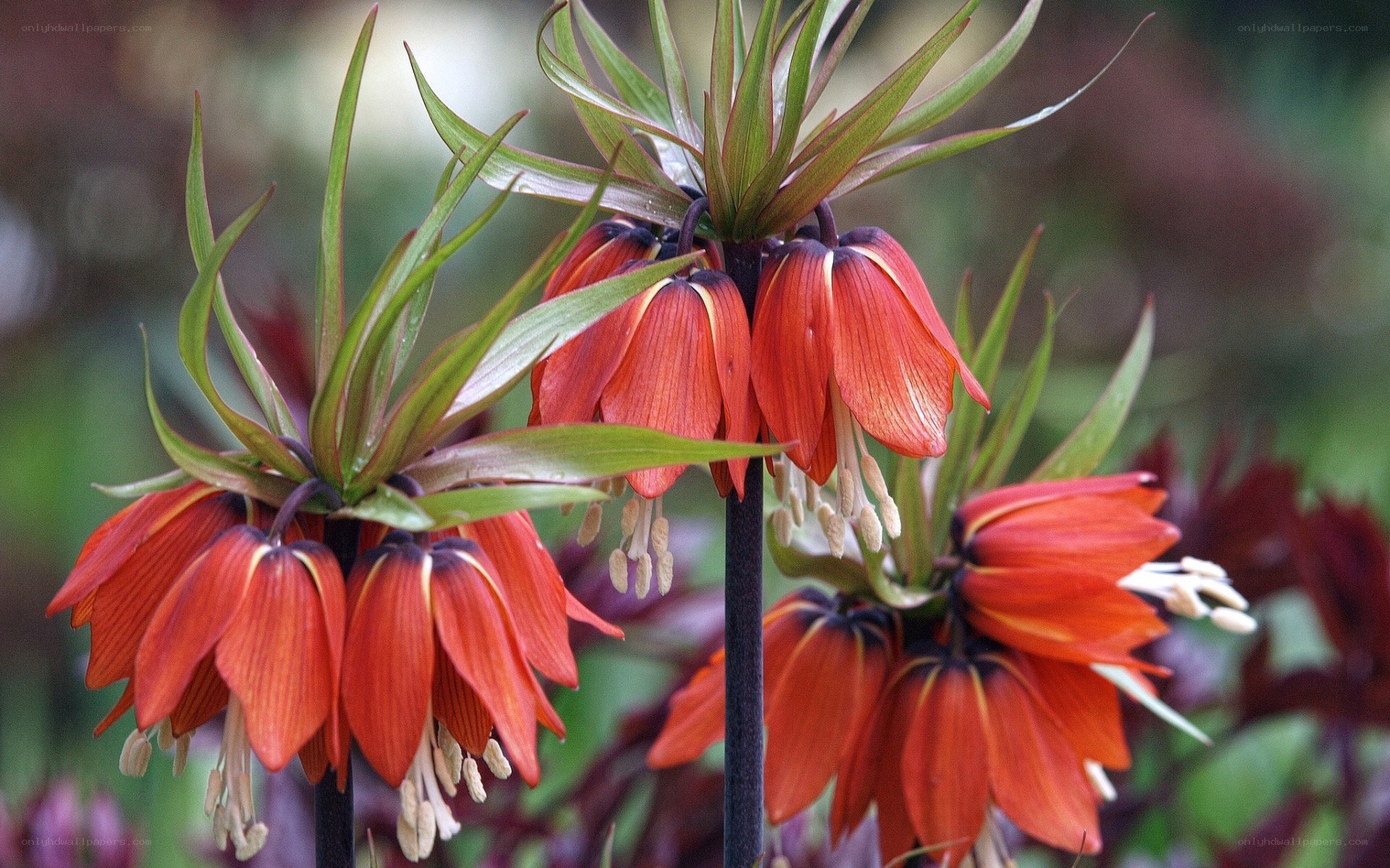 Red crown lilies in bloom