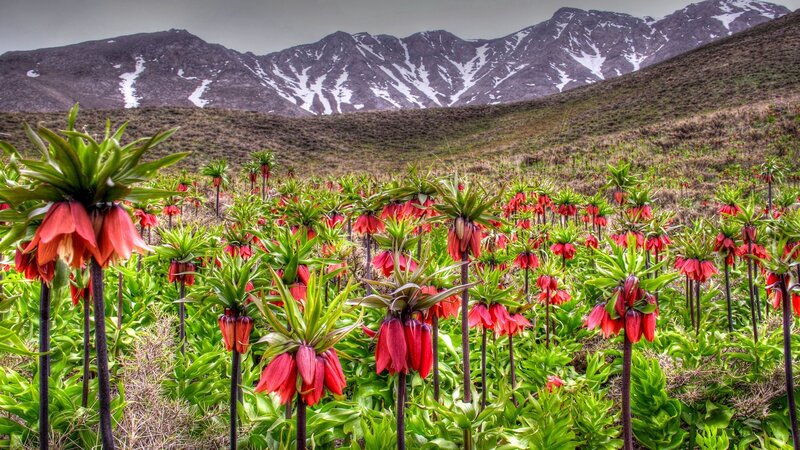Red Crown Lilies in Field — Dramatic