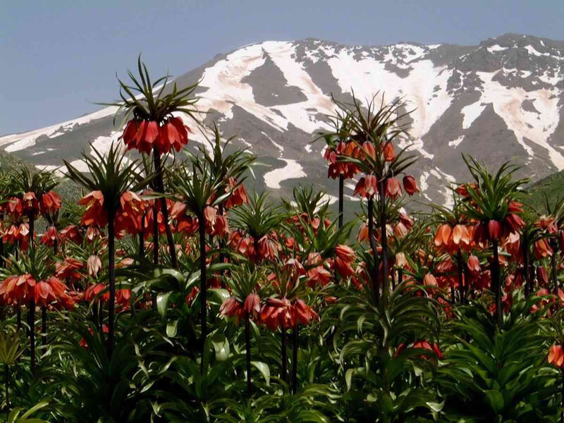 Red Crown Lilies in Field