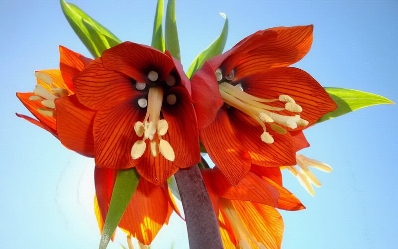 Red Crown Lily Flowers