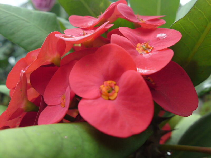 Red Crown of Thorns Flower