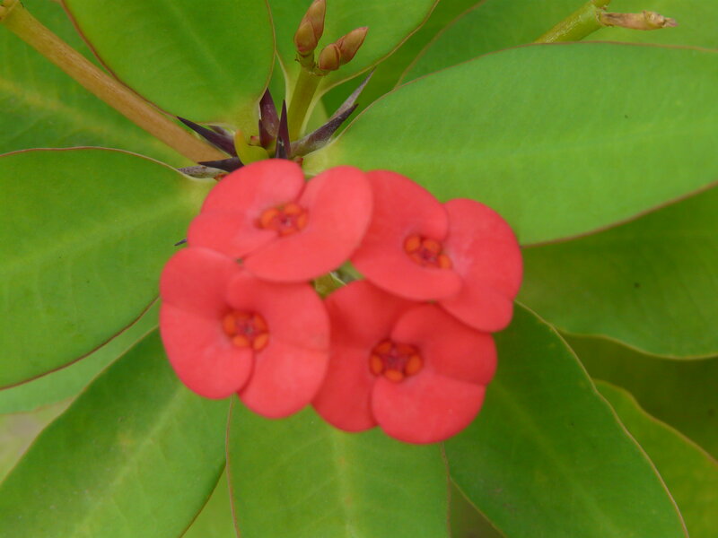 Red Crown of Thorns Flowers