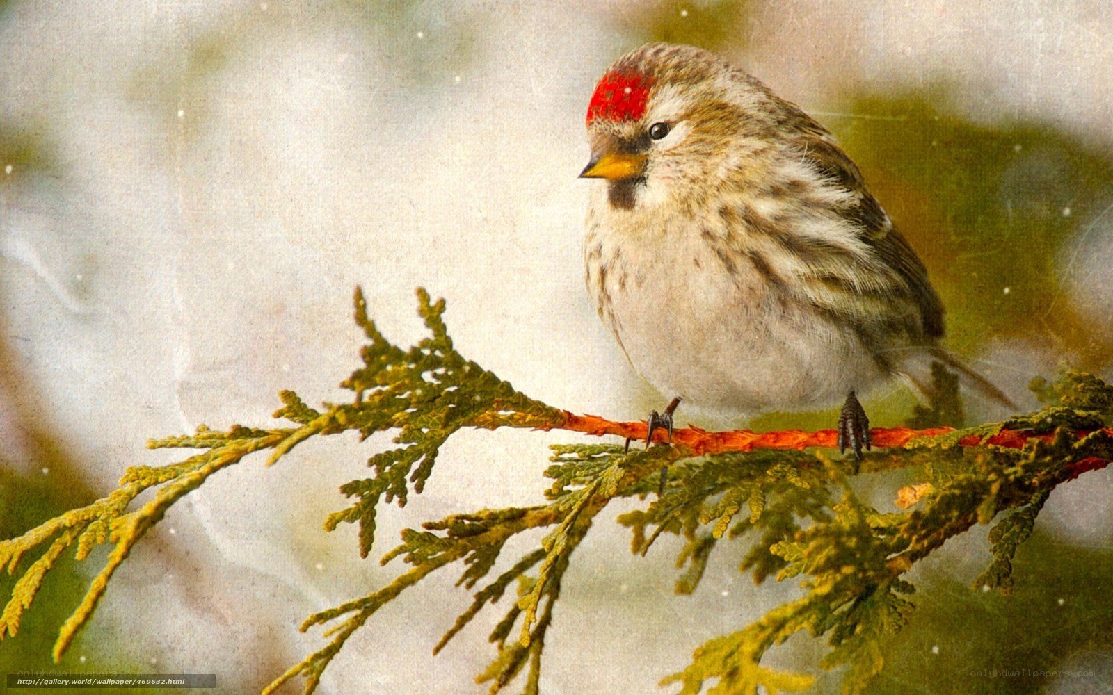 Red-crowned bird on branch