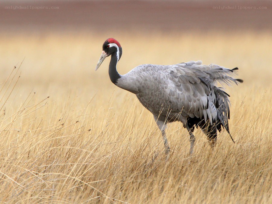 Red-crowned crane in a field