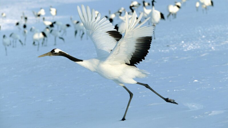 Red-crowned crane in flight