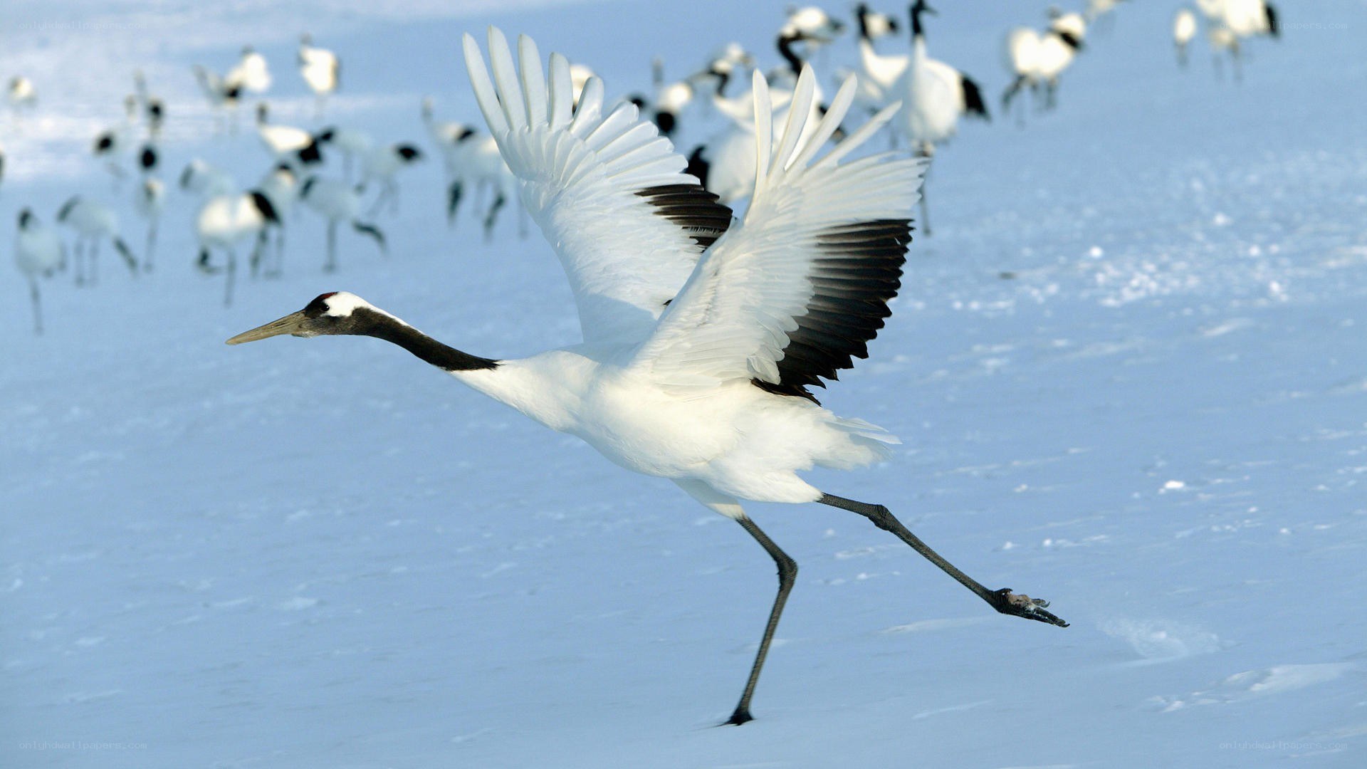 Red-crowned crane in flight