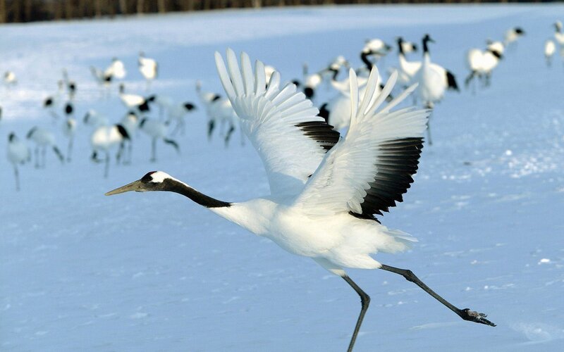 Red-crowned crane in flight