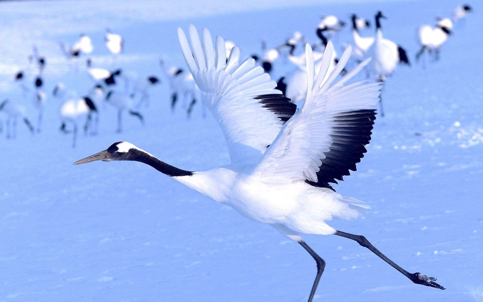 Red-crowned crane in flight