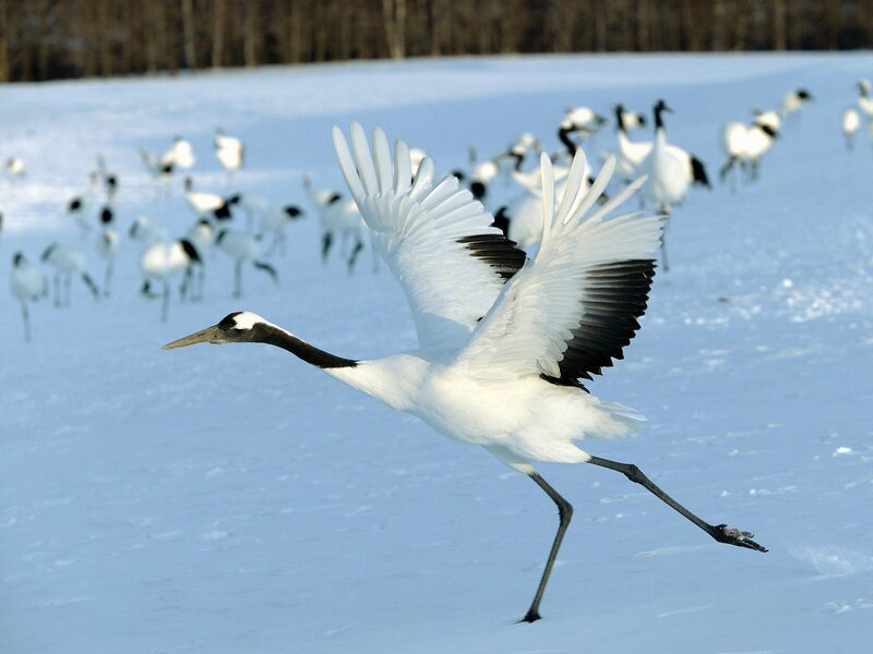 Red-crowned crane in flight