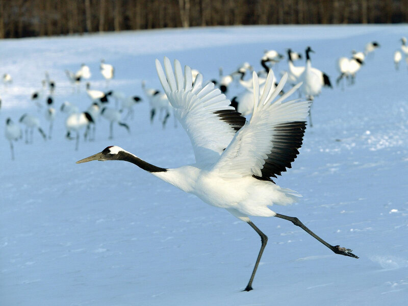 Red-crowned Crane in Flight — White, Serene