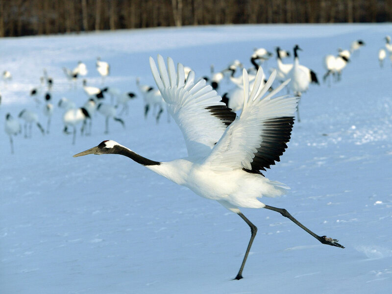 Red-crowned Crane in Flight — White, Serene, Winter