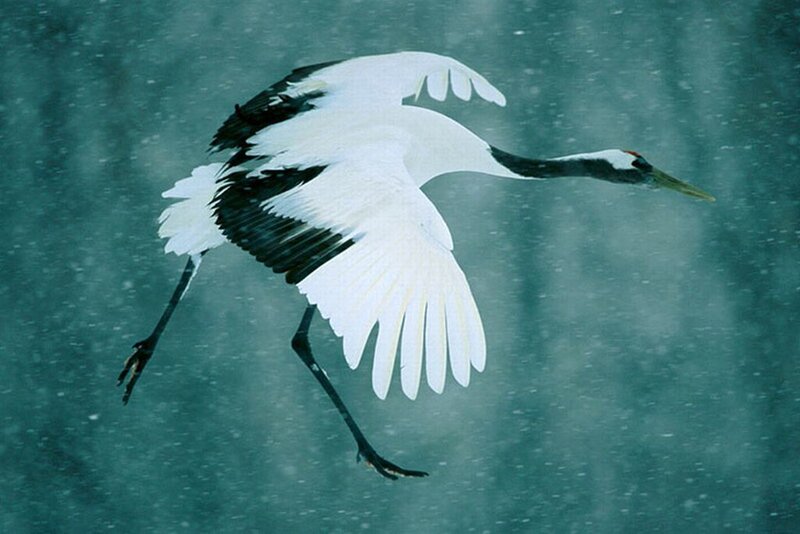 Red-crowned Crane in Flight — White