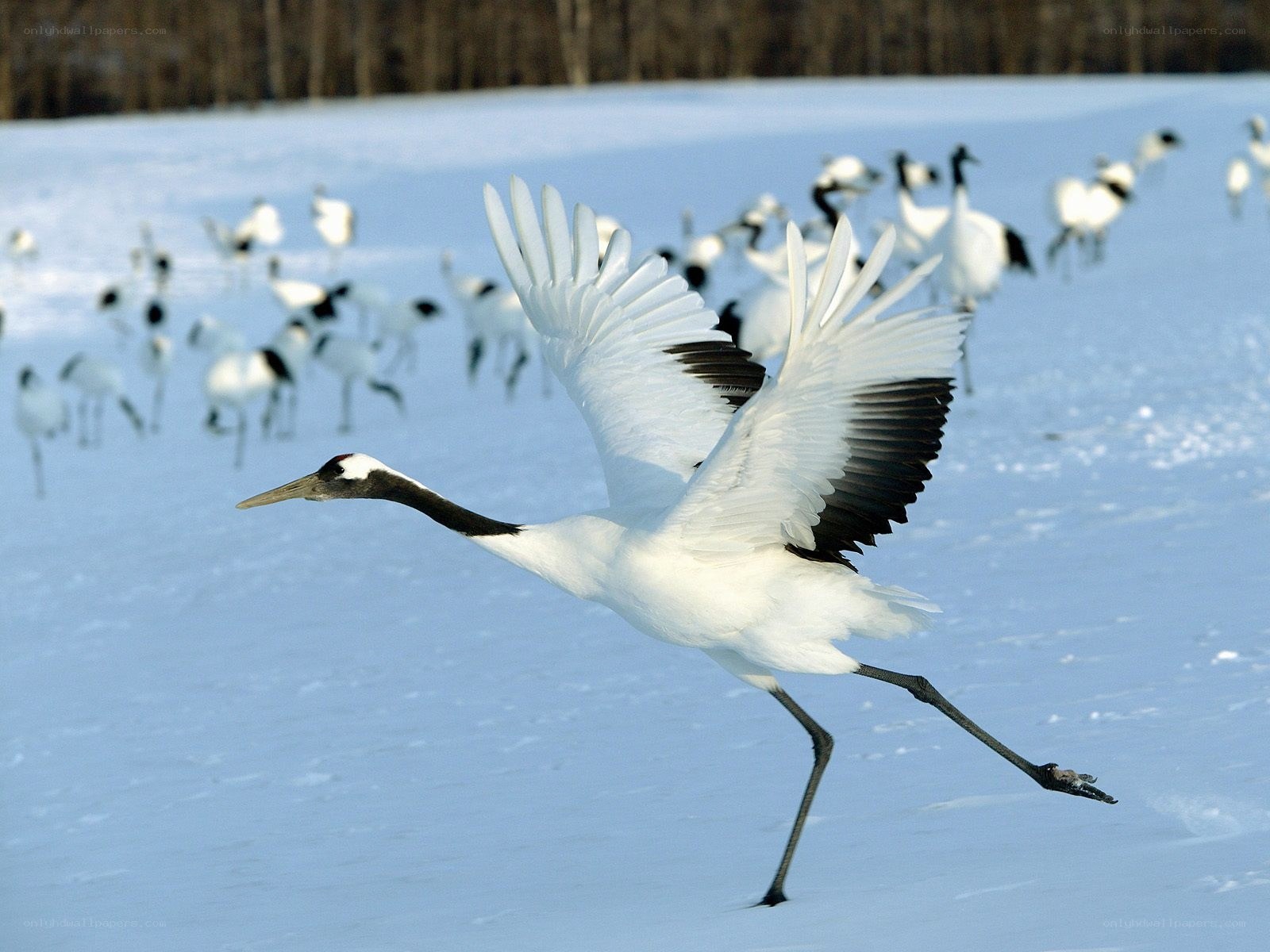 Red-crowned crane in flight