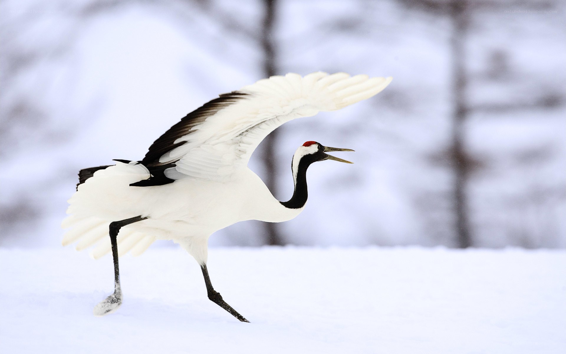 Red-crowned crane in snow