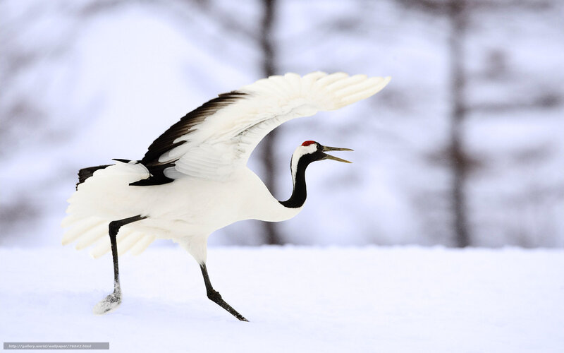 Red-crowned crane in snow